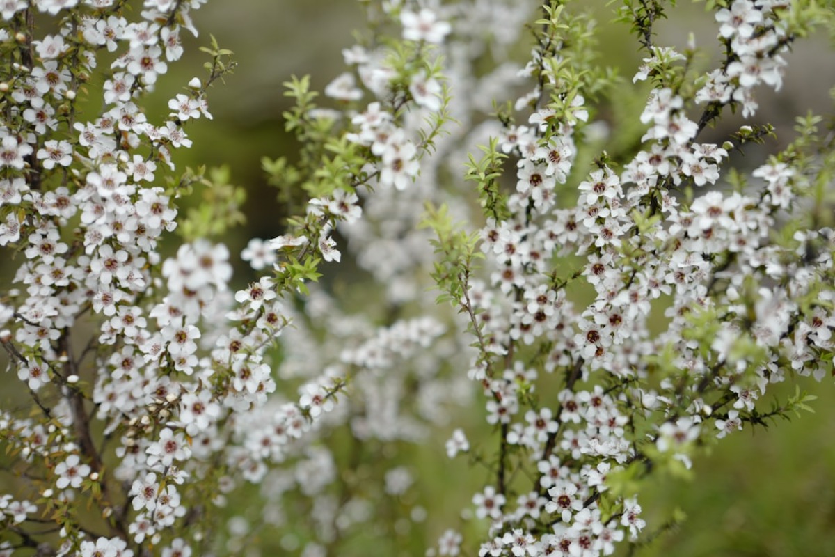 Manuka Honig als Süßungsmittel: Wie man Zucker in Rezepten sinnvoll ersetzt